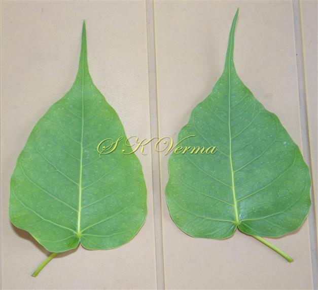  Leaves (Adaxial View)